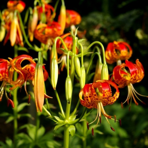 Lilium Giganteum Bulbs, Panther Lily, Gaint Lily (3 Bulb)